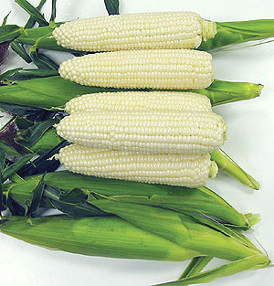 Organic Corn Seeds, White Sugar Pearl F1