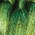 Organic Cucumber Seeds, Northern Pickling