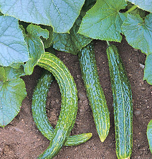 Organic Cucumber Seeds, Suyo Long