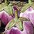 Organic Eggplant Seeds, Rosa Bianca