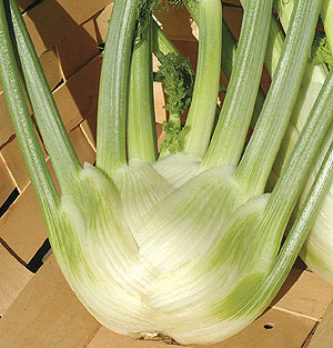 Organic Fennel Seeds, Zefa Fino