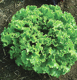 Organic Lettuce Seeds, Green Star