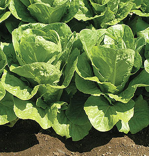 Organic Lettuce Seeds, Romaine Parris Island