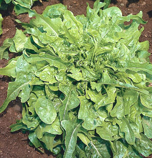 Organic Lettuce Seeds, Saladbowl Oak Leaf