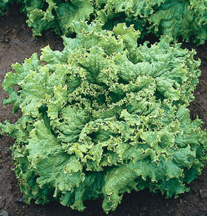 Organic Lettuce Seeds, Waldmans