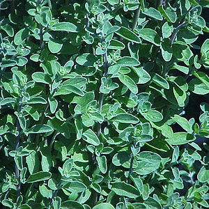 Organic Marjoram Seeds, Sweet