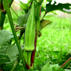 Organic Okra Seeds, Louisiana Green Velvet