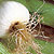Organic Onion Seeds, Sweet Bunching/Scallion White
