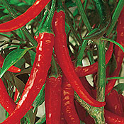Organic Chili Pepper Seeds, Cayenne Ring of Fire