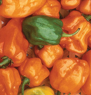 Organic Chili Pepper Seeds, Habanero