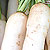 Organic Radish Seeds, Daikon Miyashige White
