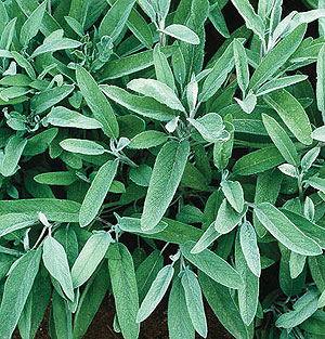 Organic Sage Seeds, Common