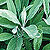 Organic Sage Seeds, Common
