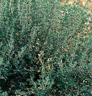 Organic Thyme Seeds, German Winter