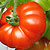 Organic Tomato Seeds, Red Calabash
