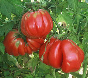 Organic Tomato Seeds, Zapotec Pleated
