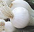 Sweet Spanish White Onion Seeds