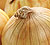 Sweet Spanish Yellow Onion Seeds