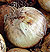 Walla Walla Sweet Onion Seeds