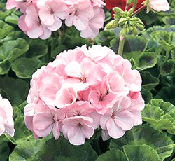 Orbit Apple Blossom F1 Geranium Seeds