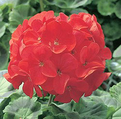 Orbit Red F1 Geranium Seeds