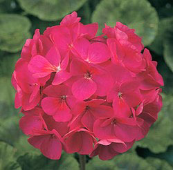 Orbit Violet F1 Geranium Seeds