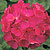 Orbit Violet F1 Geranium Seeds