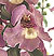 Serena Lavender Orchid Flower Seeds