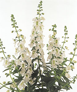 Serena White Orchid Flower Seeds