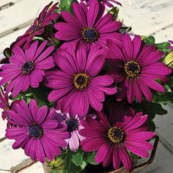 Osteospermum Asti Purple F1 Seeds