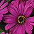 Osteospermum Asti Purple F1 Seeds