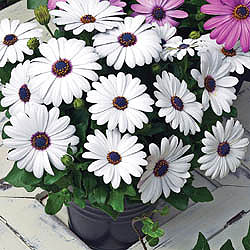 Osteospermum Asti White F1 Seeds