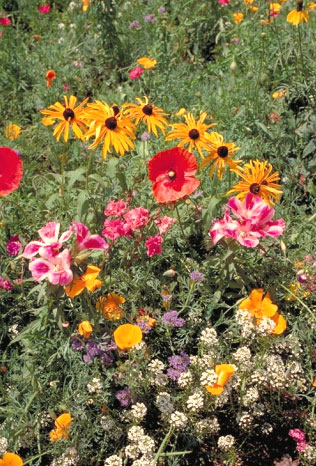Pacific Northwest Wildflower Seed Mix