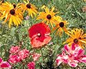 Northern California Wildflower Seeds