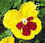 Atlas Sunset Yellow Red Pansy Seeds