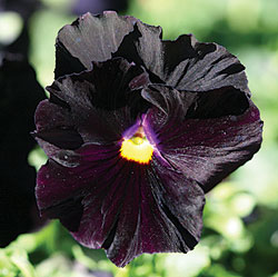 Accord Black Beauty Dark Purple Pansy Seeds
