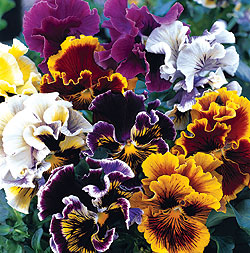 Chalon Supreme Mix Pansy Seeds