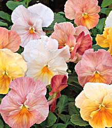 Imperial Antique Shades Pansy Seeds