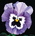 Joker Light Blue Pansy Seeds