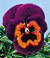 Joker Poker Face Pansy Seeds