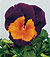 Jolly Joker Deep Purple Pansy Seeds