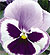 Majestic Giant Marina Pansy Seeds