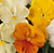 Citrus Mix Pansy Seeds