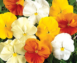 Light Fruit Mix Pansy Select Seeds