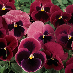 XXL Rose with Blotch Pansy Seeds