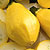 Papaya Pear F1 Summer Squash Seeds
