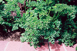 Triple Curled Parsley Seeds