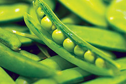 Green Arrow Pea Seeds