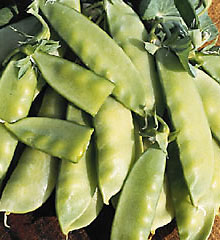 Oregon Sugar Pod Pea Seeds