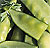 Oregon Sugar Pod Pea Seeds